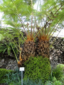 alt=Description de l'image Cibotium barometz - Botanischer Garten München-Nymphenburg - DSC08046.JPG.
