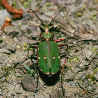 Artbeispiel: Cicindela campestris (Feld-Sandlaufkäfer)