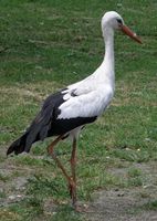 link=Weißstorch (Ciconia ciconia)