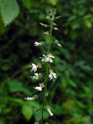 Blüten – Pethan, CC BY-SA 3.0