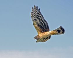 Kornweihe: Jugendstadium - George Gentry/U.S. Fish & Wildlife Service - Pacific Region, CC BY-SA 2.0