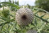 Cirsium eriophorum - Oberolmer Wald IMG 5829.JPG