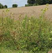 An Wegrändern kann man sie häufig sehen. (Bild: W. Wohlers)