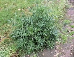 Gewöhnliche Kratzdistel: Laubblatt – Rasbak, CC BY-SA 3.0