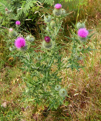 Habitus mit Blüte – Sciadopitys, CC BY-SA 2.0