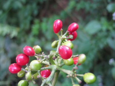 Cissampelos pareira fruits.JPG