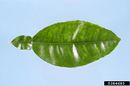 Citrus psorosis virus IPM5384685.jpg