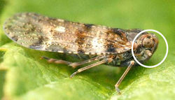 Cixius nervosus (Cixiidae)