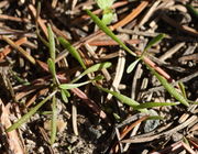 Die Keimblätter können 4 cm lang sein. Hier ein Foto vom Februar. (Bild: W. Wohlers, JKI)