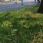 Die Claytonie gedeiht auch im Rasen, hier unter Bäumen. Sie ist im Mai bereits vergilbt und am Absterben. (Bild: W. Wohlers)