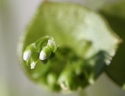 Blütenknospen. Die beiden Kelchblätter sind grün, die Kronblätter weiß. (Bild: W. Wohlers, JKI)