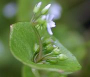 Die kleinen Blüten können entweder direkt aus dem verwachsenen Blatt oder an einem neuen Stängel wachsen. (Bild: W. Wohlers, JKI)