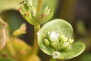 Die Anzahl der Blüten variiert stark. (Bild: W. Wohlers, JKI)