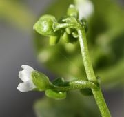 Die Blüten sind meistens in mehreren Etagen sortiert. (Bild: W. Wohlers, JKI)