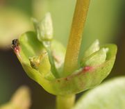 Blüten einer höheren Etage mit zwei weiteren, wesentlich kleineren Tellerblättern. (Bild: W. Wohlers, JKI)