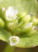 Die Blüten sind gerade aufgegangen. Die Antheren sind weiß. (Bild: W. Wohlers, JKI)