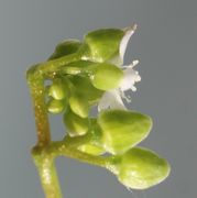 Eine Blüte mit den Antheren sowie Knospen von der Seite. Die Kronblätter sind weit gespreizt. (Bild: W. Wohlers)