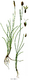 Carex dioica