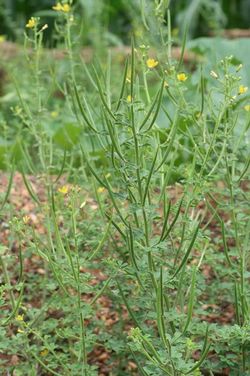 alt=Description de l'image Cleome viscosa 15082006 Mali.jpg.