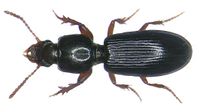 Clivina fossor (Linné, 1758) (3212602668).jpg