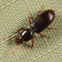 Clivina fossor BugGuide545854.jpg