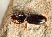 Clivina fossor BugGuide662838.jpg