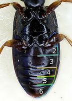 Clivina fossor detail3.jpg