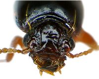 Clivina fossor front.jpg