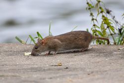 Eine sich an einem Bachlauf aufhaltende Wanderratte. - Hans-Jörg Hellwig, CC BY-SA 3.0