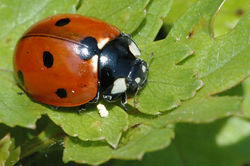 Siebenpunkt-Marienkäfer: Alttier (adult) - James K. Lindsey, CC BY-SA 3.0