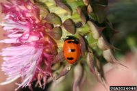 Coccinella transversoguttata IPM5024046.jpg