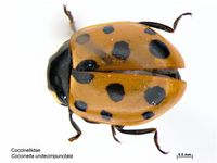 Coccinella undecimpunctata PaDIL139996a.jpg