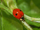 Coccinellidae - Adalia bipunctata.JPG