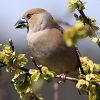 Hawfinch (Coccothraustes coccothraustes)