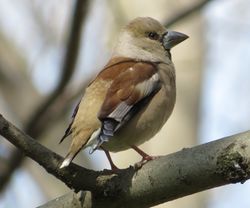 Kernbeißer: Weibchen - Alpsdake, CC BY-SA 3.0