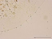 Coccus hesperidum PaDIL136107b.jpg