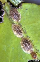 Coccus pseudomagnoliarum IPM5112025.jpg