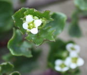 Eine typische Cruciferen-Blüte mit vier Kelch- und vier Blütenblättern sowie sechs Antheren. (Bild: W. Wohlers, JKI)