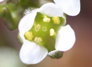 Öffnet sich die Blüte, so entlassen erst nur vier Antheren den Pollen. (Bild: W. Wohlers, JKI)