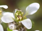 Der Pollen ist hellgelb. (Bild: W. Wohlers, JKI)