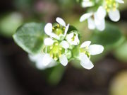 Die Blüten messen im Durchmesser höchsten 6 bis 7 mm. (Bild: W. Wohlers, JKI)