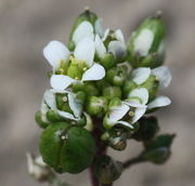 Die unreifen Schoten sitzen neben den Blüten. (Bild: W. Wohlers, JKI)