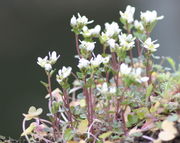 Diese im vorigen Herbst gekeimten Pflanzen sind nur 3 cm hoch. (Bild: W. Wohlers, JKI)