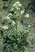 Cochlearia officinalis 1-68-63-2-3.jpg