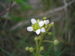 Cochlearia officinalis JuliaKruse 1.jpg