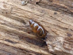 Gemeine Glattschnecke: Bild 2 Kategorie FEHLT! - AfroBrazilian, CC-BY 3.0