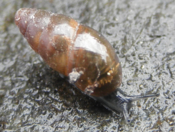 Gemeine Glattschnecke (Cochlicopa lubrica) - Michal Maňas, CC-BY 4.0