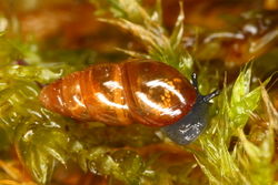 Gemeine Glattschnecke: Bild 3 Kategorie FEHLT! - Alexander Mrkvicka, CC-BY 3.0