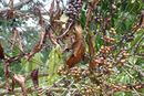 Coffee Wilt Disease.jpg