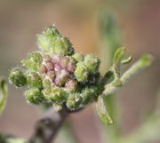 Die kleineren Knospen in der Mitte sind rötlich gefärbt. (Bild: W. Wohlers, JKI)